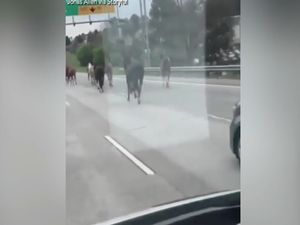 Kacau! Kawanan Kuda Masuk Jalan Tol dan Bikin Heboh