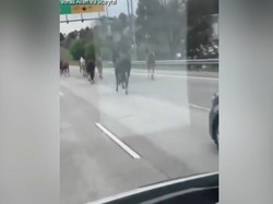 Kacau! Kawanan Kuda Masuk Jalan Tol dan Bikin Heboh