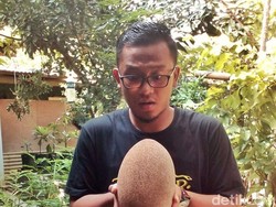 Sawo Raksasa yang Ditanam Warga Ponorogo Berbuah Tak Kenal Musim