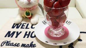 Begini 10 Gaya Kucing dengan Aksesori Makanan yang Bikin Gemas!