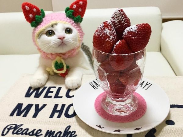Begini 10 Gaya Kucing dengan Aksesori Makanan yang Bikin Gemas!