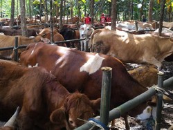 Kebutuhan Daging Sapi Puasa dan Lebaran Diprediksi 119.000 Ton