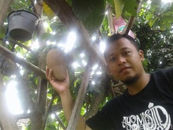 Ada Sawo Raksasa di Ponorogo, Bikin Penasaran