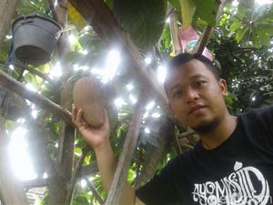 Ada Sawo Raksasa di Ponorogo, Bikin Penasaran Ada Sawo Raksasa di Ponorogo, Bikin Penasaran