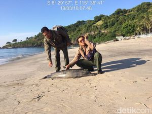 Penyembelih Lumba-lumba di Karangasem Belum Dijadikan Tersangka