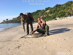 Viral Lumba-lumba Mati Tercabik di Karangasem, Ini Hasil Temuannya