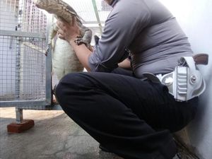 Tak Tega Jadi Buruan, Alasan Brigadir Arifian Pelihara Biawak Tak Tega Jadi Buruan, Alasan Brigadir Arifian Pelihara Biawak