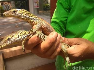 Lucunya Anakan Komodo Koleksi Kebun Binatang Surabaya