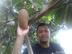 Ini Tips Merawat Pohon Sawo Raksasa Ala Warga Ponorogo