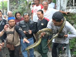 Heboh Ular Piton Nyemplung ke Dalam Sumur Warga di Semarang