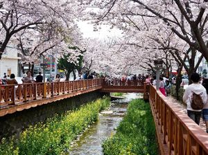 Mau Lihat Sakura di Korea, Ini Waktu Mekarnya Mau Lihat Sakura di Korea, Ini Waktu Mekarnya