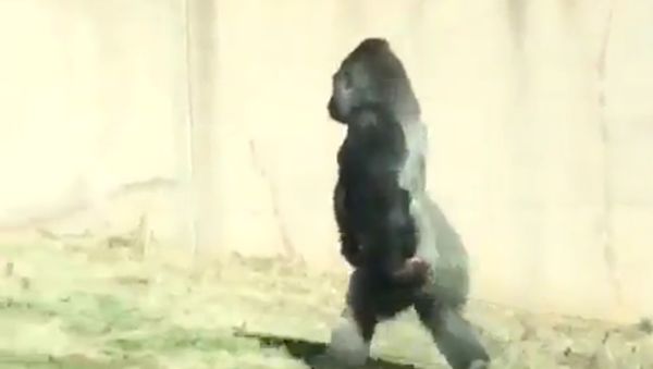 Tak Mau Tangannya Kotor, Gorila ini Berjalan Seperti Manusia