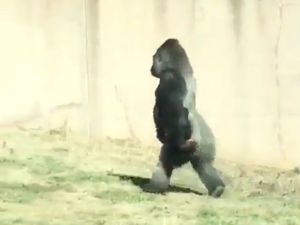 Tak Mau Tangannya Kotor, Gorila ini Berjalan Seperti Manusia