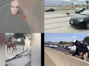 Foto: Anjing, Kuda, hingga Bebek Pernah Bikin Heboh di Jalan Tol