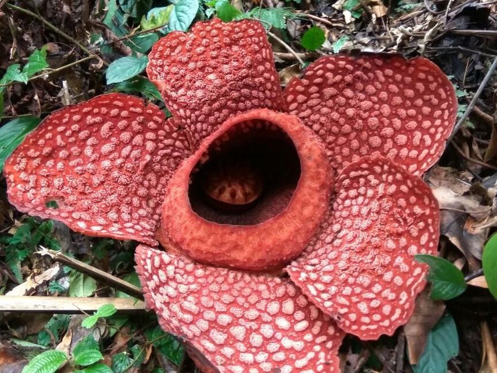 Sejarah Penemuan Rafflesia Arnoldii, Ternyata Pertama Kali Dilihat di Nusakambangan