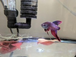 Kisah Ikan Cupang Sekarat yang Berubah Drastis