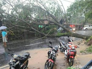 Pohon Tumbang Tutup Jalan Nasional Ciamis-Banjar Pohon Tumbang Tutup Jalan Nasional Ciamis-Banjar