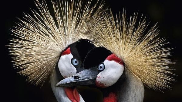 Terhipnotis Foto Burung yang Begitu Memukau