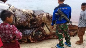 Penampakan Paus Sperma Mati Terdampar di Pantai Bengkulu