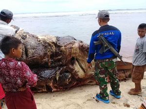 Penampakan Paus Sperma Mati Terdampar di Pantai Bengkulu