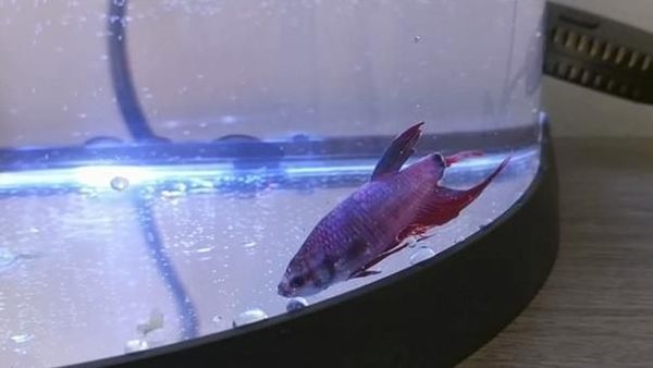 Foto: Begini Perubahan Drastis Ikan Cupang yang Sempat Sekarat