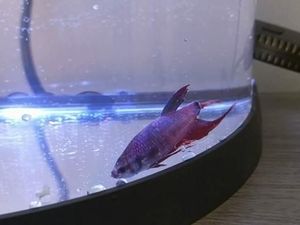 Foto: Begini Perubahan Drastis Ikan Cupang yang Sempat Sekarat Foto: Begini Perubahan Drastis Ikan Cupang yang Sempat Sekarat