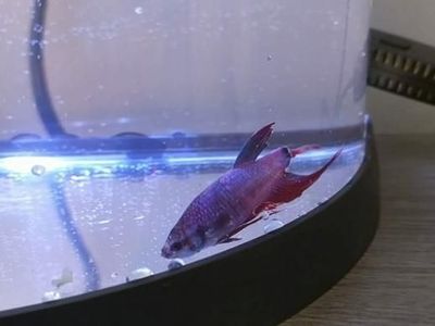 Foto: Begini Perubahan Drastis Ikan Cupang yang Sempat Sekarat