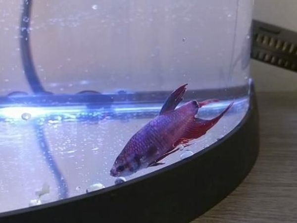 Foto: Begini Perubahan Drastis Ikan Cupang yang Sempat Sekarat