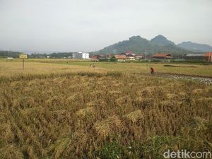 Berkali-kali Ganti Menteri, Alih Fungsi Lahan Pertanian Masih Marak Berkali-kali Ganti Menteri, Alih Fungsi Lahan Pertanian Masih Marak