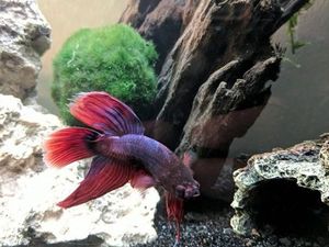 6 Manfaat Pelihara Ikan Hias Cupang, Bikin Akhir Pekan Rileks