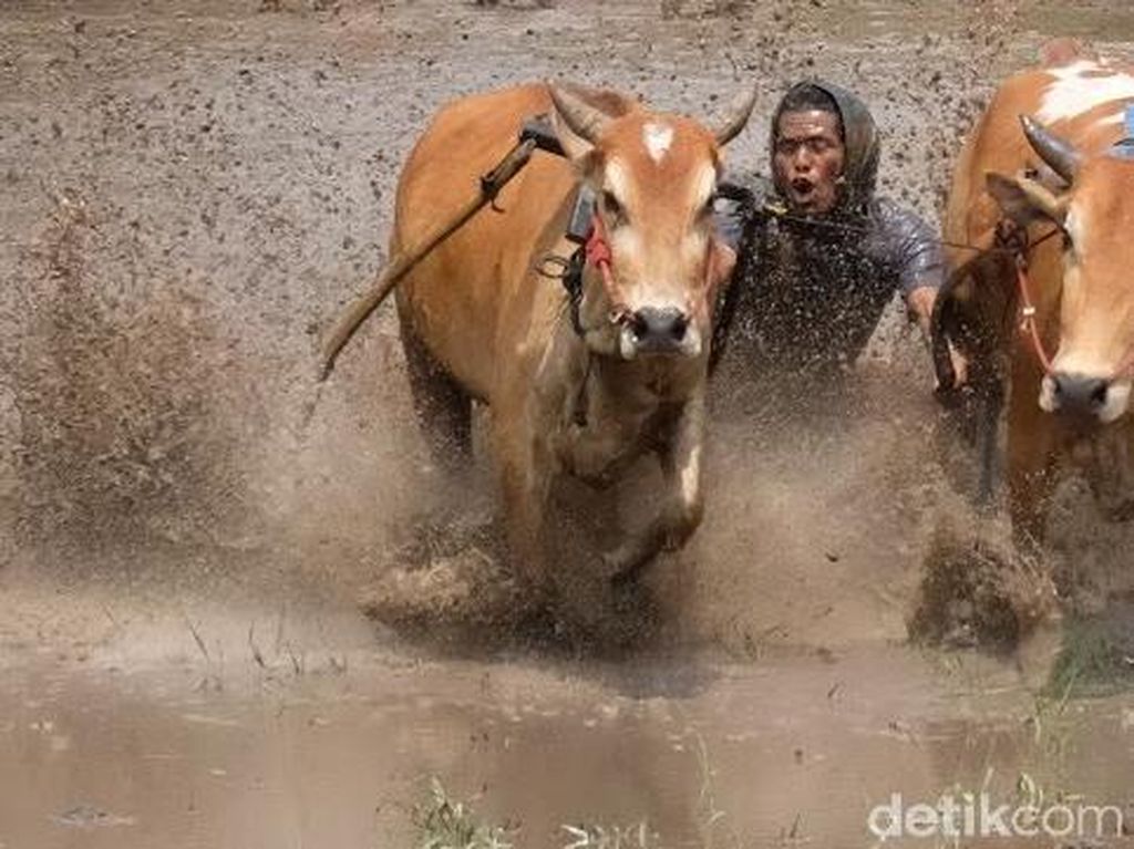 Menjepret Pacu Jawi, Lomba Balap Sapi yang Mendebarkan Menjepret Pacu Jawi, Lomba Balap Sapi yang Mendebarkan