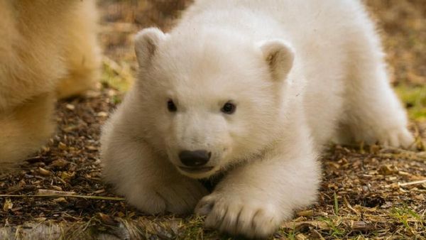 Bayi Beruang Kutub di Skotlandia Pertama Kali Dipamerkan ke Publik
