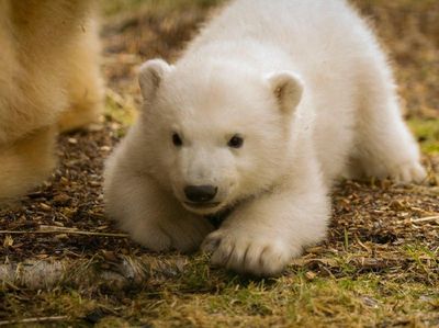 Bayi Beruang Kutub di Skotlandia Pertama Kali Dipamerkan ke Publik