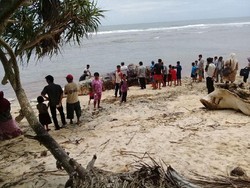 Paus yang Terdampar di Bengkulu Dimusnahkan dengan Cara Dibakar