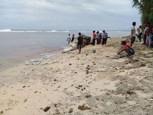 Paus Sperma yang Terdampar di Bengkulu Sudah Sepekan Mati