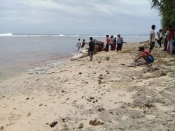 Paus Sperma yang Terdampar di Bengkulu Sudah Sepekan Mati