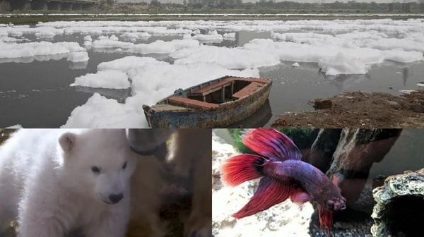 Riuh Dunia dalam Gambar: Bom Kabul Hingga Ikan Cupang Sekarat