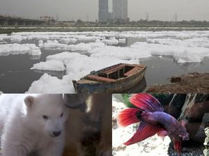 Riuh Dunia dalam Gambar: Bom Kabul Hingga Ikan Cupang Sekarat Riuh Dunia dalam Gambar: Bom Kabul Hingga Ikan Cupang Sekarat