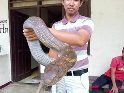 Gawat Pak Jokowi! Indonesia Belum Punya Antivenom King Cobra