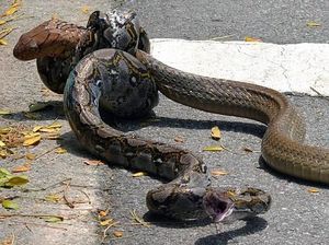 Yang Terjadi Jika King Cobra dan Piton Bertarung