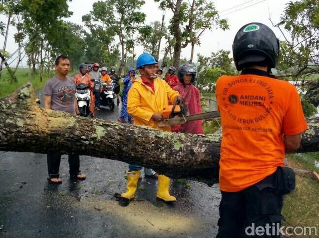 Hujan Deras dan Angin Kencang, Belasan Pohon di Kebumen Tumbang