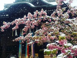 Momen Langka di Tokyo, Sakura Mekar Saat Bersalju