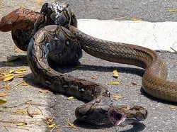 King Cobra Vs Piton, Siapa yang Menang?