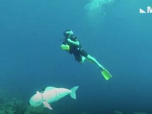 Meeting di Bawah Laut, Seseru Apa? Meeting di Bawah Laut, Seseru Apa?