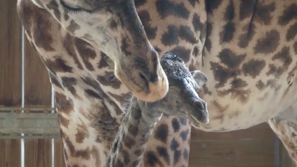 Jatuh Bangun Bayi Jerapah Jalan untuk Pertama Kali