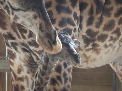 Jatuh Bangun Bayi Jerapah Jalan untuk Pertama Kali
