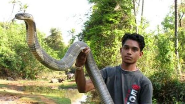 Foto: Penemuan Ular King Cobra Raksasa dari Penjuru Dunia Foto: Penemuan Ular King Cobra Raksasa dari Penjuru Dunia
