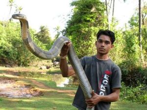 Foto: Penemuan Ular King Cobra Raksasa dari Penjuru Dunia