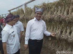 Panen Perdana, Mentan Puji Bawang Putih Banyuwangi