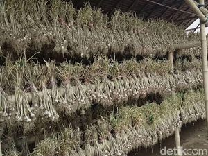 Pasok Bawang Putih, Importir Wajib Tanam 5% di Dalam Negeri